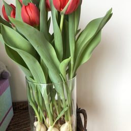 Big Thanks Costco for Live, tulips bought week -everyone was buying TP! Growing & beautiful-save bulbs to plant them next year! Big Thanks Costco for Live, tulips bought week -everyone was buying TP! Growing & beautiful-save bulbs to plant them next year!