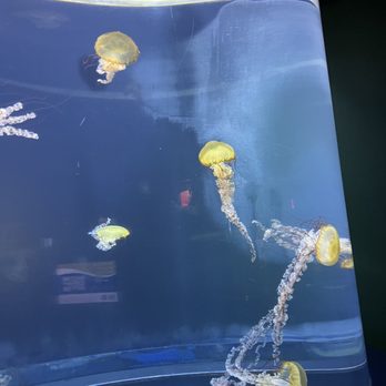 Adventure Aquarium - Aquariums Near Me - Camden, New Jersey Adventure Aquarium - Aquariums Near Me - Camden, New Jersey