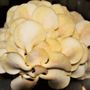 Photo of New Mexico Fungi