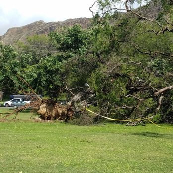 Kapiolani Park - Trees uprooted - Parks Near Me - Honolulu, Hawaii Kapiolani Park - Trees uprooted - Parks Near Me - Honolulu, Hawaii