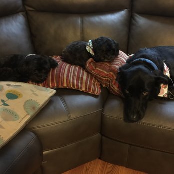 Canine Concepts - My three dogs loved their day at the spa! - Pet Groomers Near Me - Morgan Hill, California Canine Concepts - My three dogs loved their day at the spa! - Pet Groomers Near Me - Morgan Hill, California