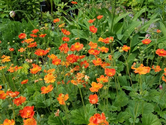 Arctic–Alpine Botanic Garden by null