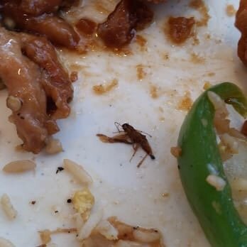 Tsang's Village Cafe - Found a bug in my food....appalled, i didn't eat for the rest of the day... - Chinese Near Me - Hanover, Massachusetts Tsang's Village Cafe - Found a bug in my food....appalled, i didn't eat for the rest of the day... - Chinese Near Me - Hanover, Massachusetts
