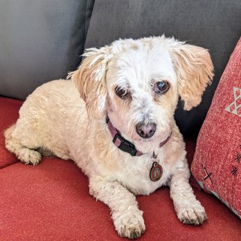 Off The Grid Pet Sitting - After the grooming...looking so good! - Pet Groomers Near Me