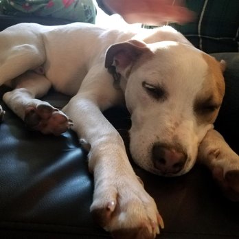 Charming Pet Rescue - Pet Adoption Near Me - Boerne, Texas Charming Pet Rescue - Pet Adoption Near Me - Boerne, Texas