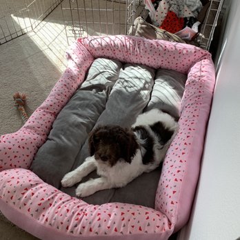 Goldendoodle Puppies - Her Safe Place! - Pet Breeders Near Me - Franklin, Tennessee