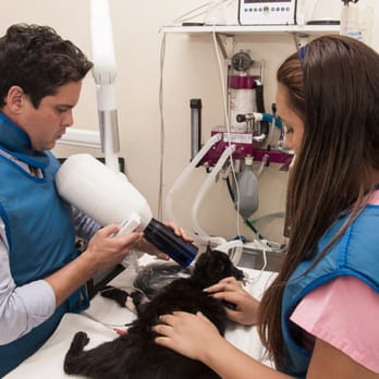 Pets & Vets - Veterinarians Near Me - Miami Beach, Florida Pets & Vets - Veterinarians Near Me - Miami Beach, Florida