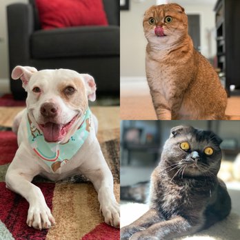 Bows and Bones Mobile Pet Salon - Left: Eva, Top right: Maverick, Bottom Right: Legion - Pet Groomers Near Me Bows and Bones Mobile Pet Salon - Left: Eva, Top right: Maverick, Bottom Right: Legion - Pet Groomers Near Me