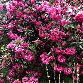 Hendricks Park - Parks Near Me - Eugene, Oregon