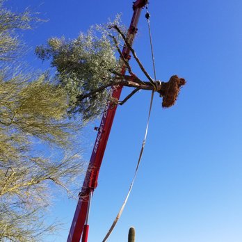French Accent Landscaping - Tree planting - Landscaping Near Me - Cave Creek, Arizona French Accent Landscaping - Tree planting - Landscaping Near Me - Cave Creek, Arizona