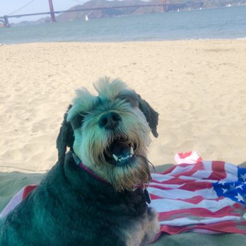 Crissy Field - Beach dog day. - Parks Near Me - San Francisco, California