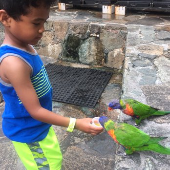 Coral World Ocean Park - Buy the nectar to feed: 1 cup for $3 or 2 cups for only $5 - Aquariums Near Me - St Thomas, Virgin Islands Coral World Ocean Park - Buy the nectar to feed: 1 cup for $3 or 2 cups for only $5 - Aquariums Near Me - St Thomas, Virgin Islands