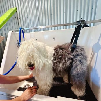 Bone-Ito - Dog wash - Pet Stores Near Me - Reno, Nevada