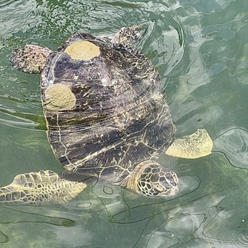 The Turtle Hospital - Veterinarians Near Me - Marathon, Florida