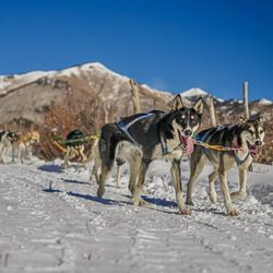 Durango Dog Ranch - A picture of sleds in action