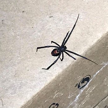 Second Ward Pest Control - Pest Control Near Me Second Ward Pest Control - Pest Control Near Me
