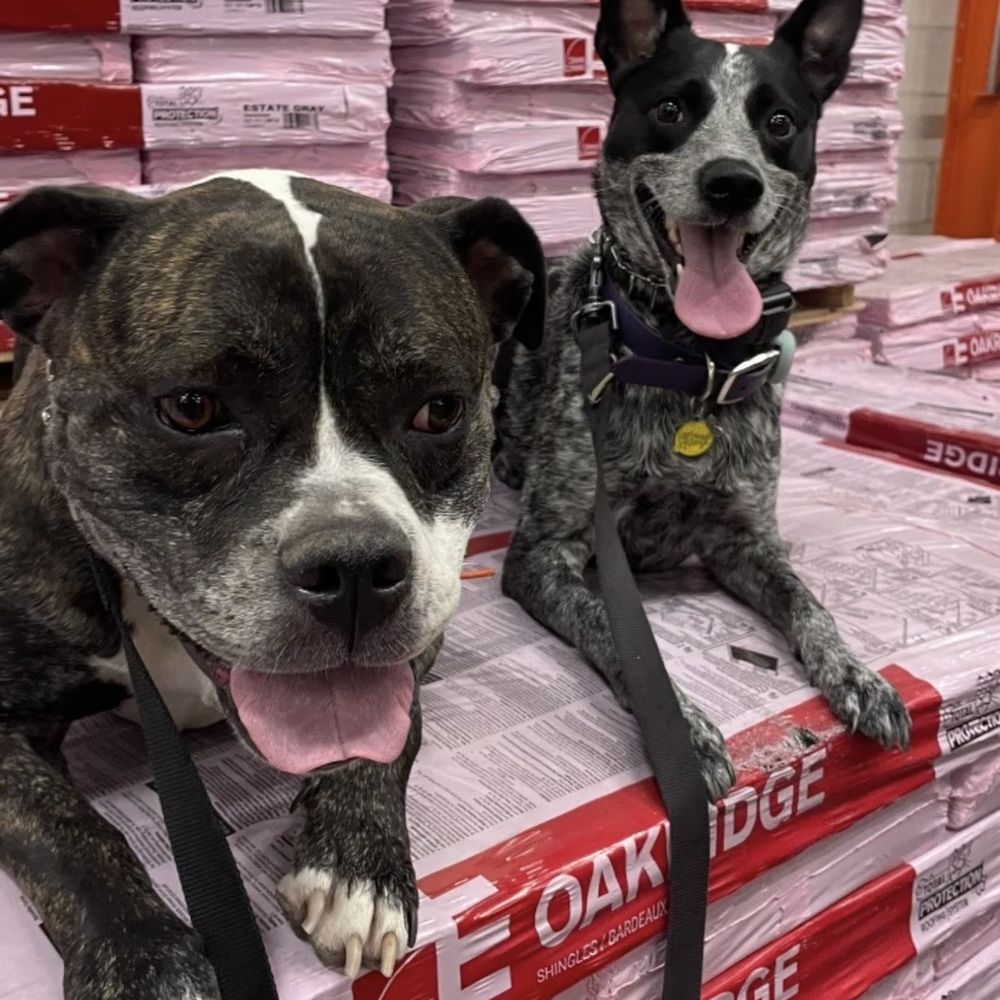 Unbounded Canines - Pet Training Near Me Unbounded Canines - Pet Training Near Me