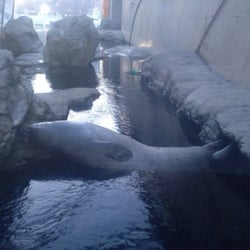 Harbor Seals Exhibit - Sleepy seal