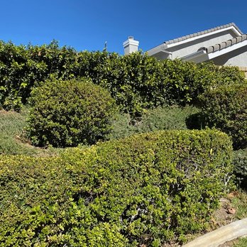 Reyes Tree Services - Portion of side yard (before) - Tree Services Near Me - Northridge, California Reyes Tree Services - Portion of side yard (before) - Tree Services Near Me - Northridge, California