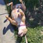 Photo of Happy Tails Pet Care