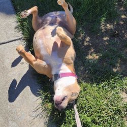 Happy Tails Pet Care