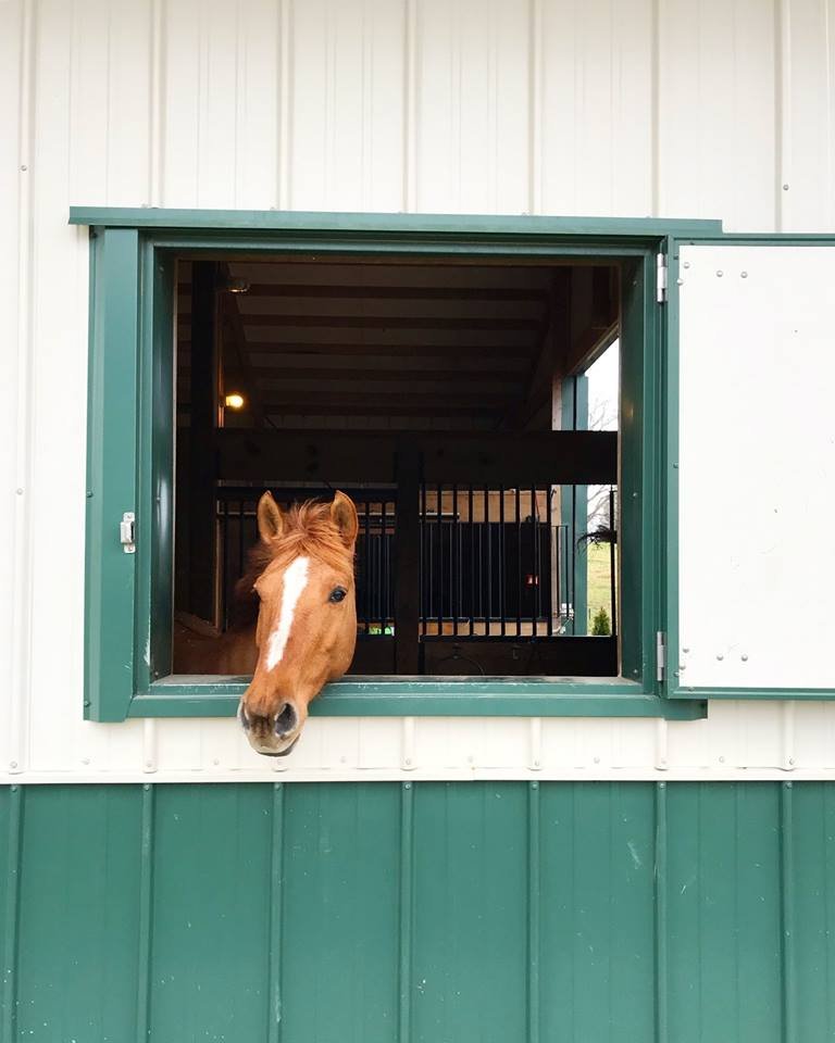 Ashva Equestrian - equestrian in Friendsville, TN