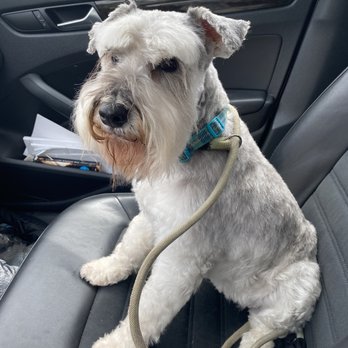 Paw Spa - How she usually looks - Pet Groomers Near Me - Alexandria, Virginia