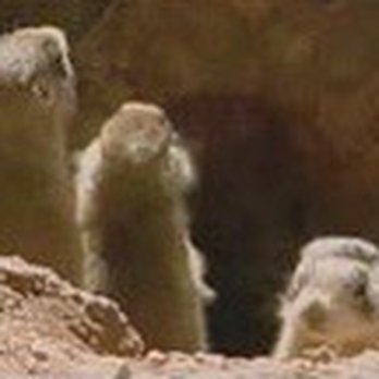 Bronx Zoo - Family of Prairie Dogs digging underground - Zoos Near Me - Bronx, New York