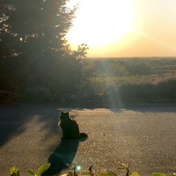 Wise Villa Winery - Huge winery ‍cat - Wine Tasting Room Near Me - Lincoln, California