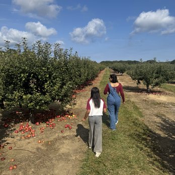 Lewin Farms - Apple picking - Pick Your Own Farms Near Me - Calverton, New York Lewin Farms - Apple picking - Pick Your Own Farms Near Me - Calverton, New York