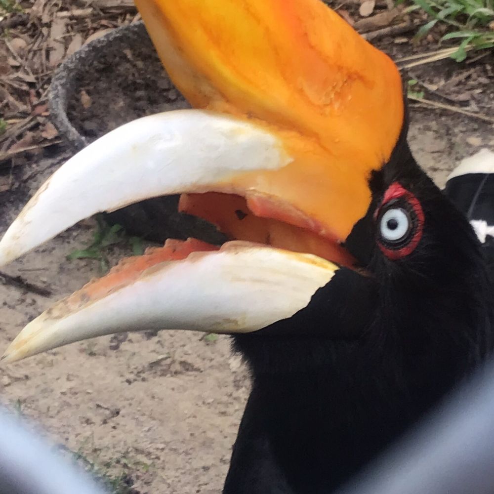North Florida Wildlife Center - Tours Near Me - Lamont, Florida