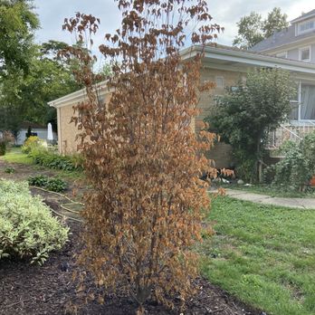 EcoShield Pest Solutions - After Eco sprayed it - Pest Control Near Me - Arlington Heights, Illinois EcoShield Pest Solutions - After Eco sprayed it - Pest Control Near Me - Arlington Heights, Illinois