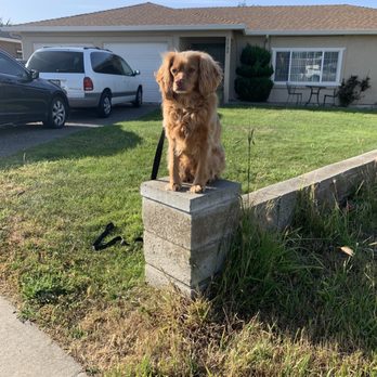 Katz K9 - Pet Training Near Me Katz K9 - Pet Training Near Me