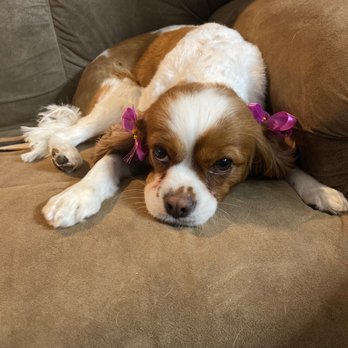 Aloha Mobile Dog Grooming - Taking a nap after being pampered - Pet Groomers Near Me Aloha Mobile Dog Grooming - Taking a nap after being pampered - Pet Groomers Near Me