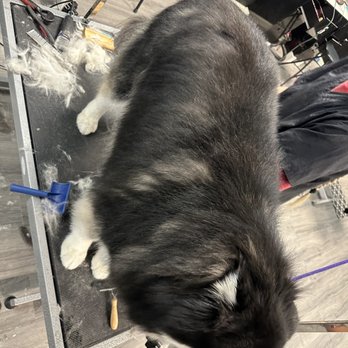Top Paw Grooming - After!!! Looking so beautiful! - Pet Groomers Near Me - Tucson, Arizona Top Paw Grooming - After!!! Looking so beautiful! - Pet Groomers Near Me - Tucson, Arizona