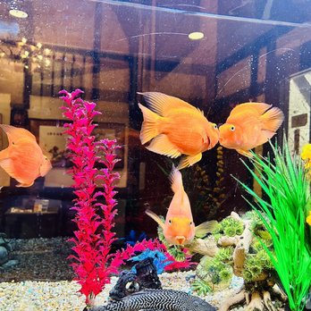 Happy Buddha - Kissing fish - Chinese Near Me - Galveston, Texas Happy Buddha - Kissing fish - Chinese Near Me - Galveston, Texas