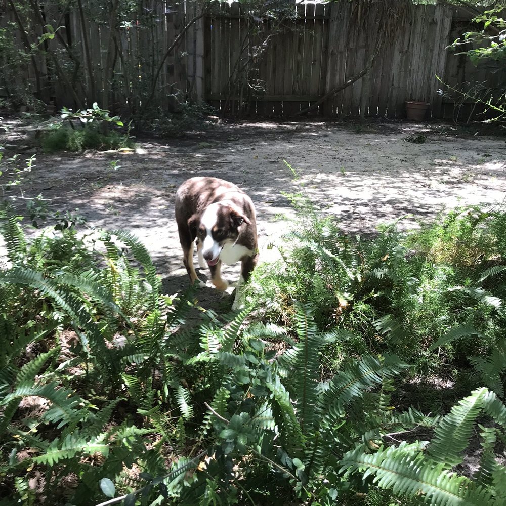 Dogtopia - Hilo's new hairdo! - Pet Training Near Me - Conroe, Texas