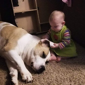 St. Francis Animal Hospital - Buddy loving his little girl. - Veterinarians Near Me - Durham, North Carolina St. Francis Animal Hospital - Buddy loving his little girl. - Veterinarians Near Me - Durham, North Carolina