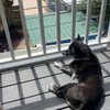 Dunedin's Highland Animal Hospital gift card