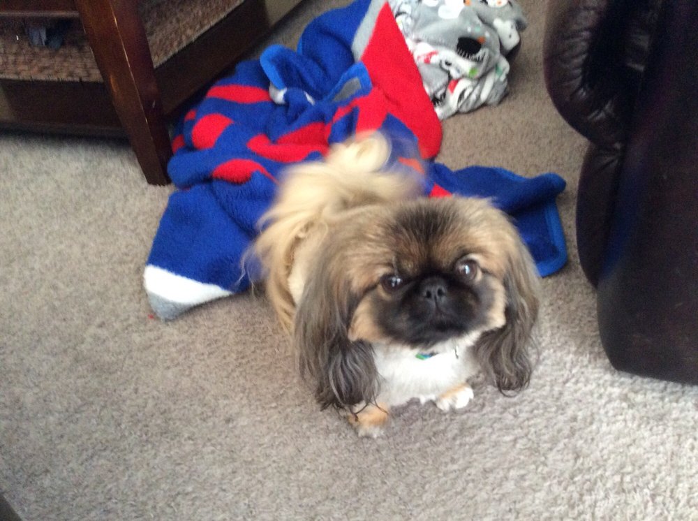 JUDY’S DOG CAT GROOMING Updated October 2024 1203 La Salle St