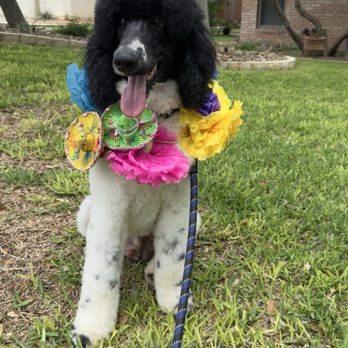 The Wash Dawg - Sebastian loves it here.  They do a get job on him.  The owner is always makes sure I am happy with their work. - Pet Groomers Near Me - San Antonio, Texas