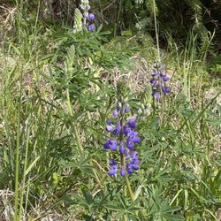 God’s Thumb Trail - Lupine flowers beginning to bloom