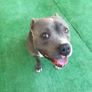 Devotion To Dogs - Blue - Pet Training Near Me - El Cajon, California
