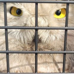 Shamrock Wildlife Services - A few years back we were able to safely remove this from a steel mill in Porter Indiana. He was taken to a wildlife rehab and sent back out!