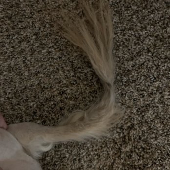 K9 Behavior UT - Who leaves a tail like that? - Pet Groomers Near Me - Salt Lake City, Utah