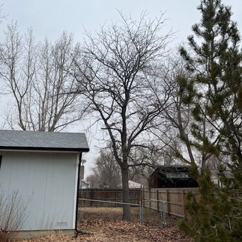 B&S Tree Service - Tree and yard before removal - Tree Services Near Me B&S Tree Service - Tree and yard before removal - Tree Services Near Me