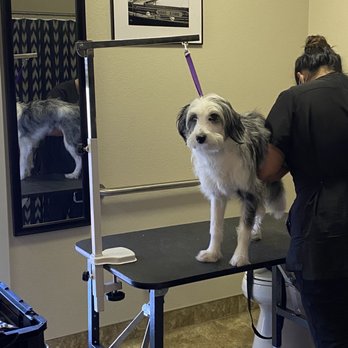 Swag Cuts Grooming - Pet Groomers Near Me