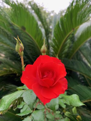 Jardíns de Cap Roig by null