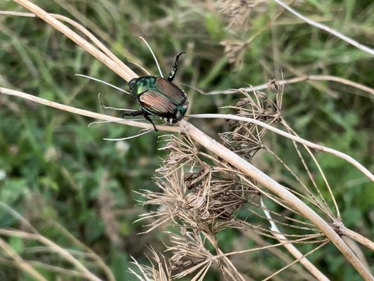 Legacy Trail by null