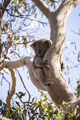Exceptional Kangaroo Island by null